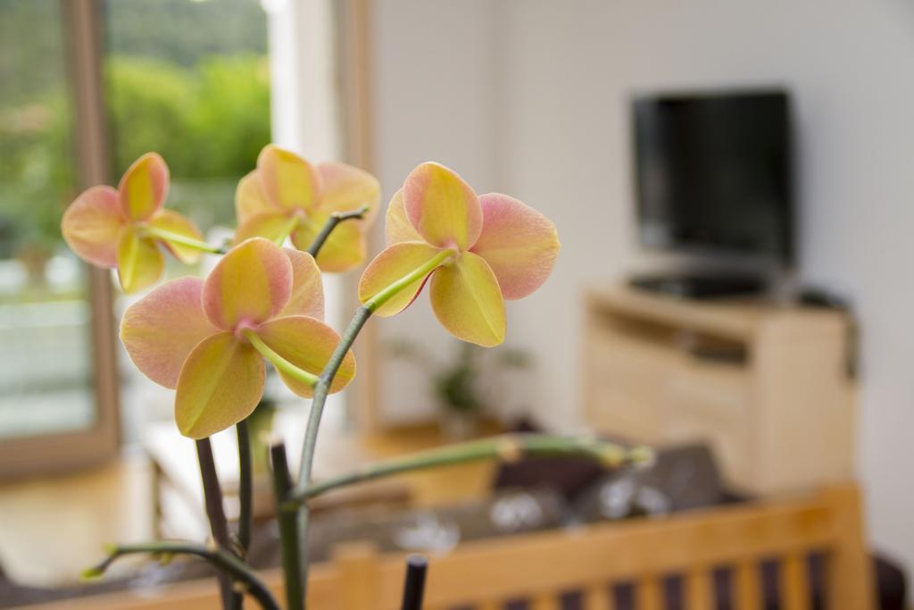 Apartments Brezanin ストモレ エクステリア 写真